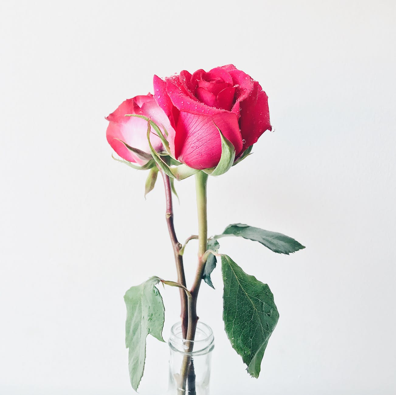 photo of pink roses in vase